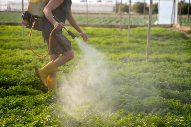 Best Wasp Removal Services  in Desert Hot Springs, CA