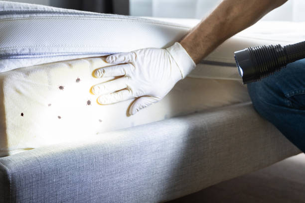 Best Best Pest Control Companies  in Desert Hot Springs, CA